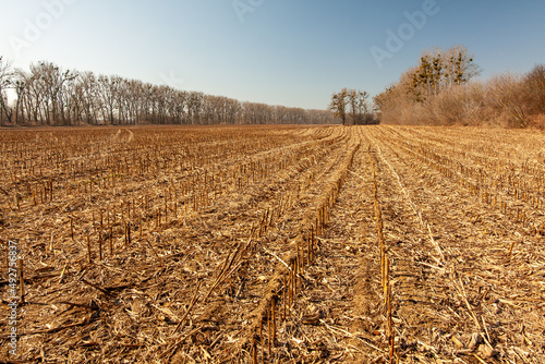 Pole kukurydzy po zbiorach