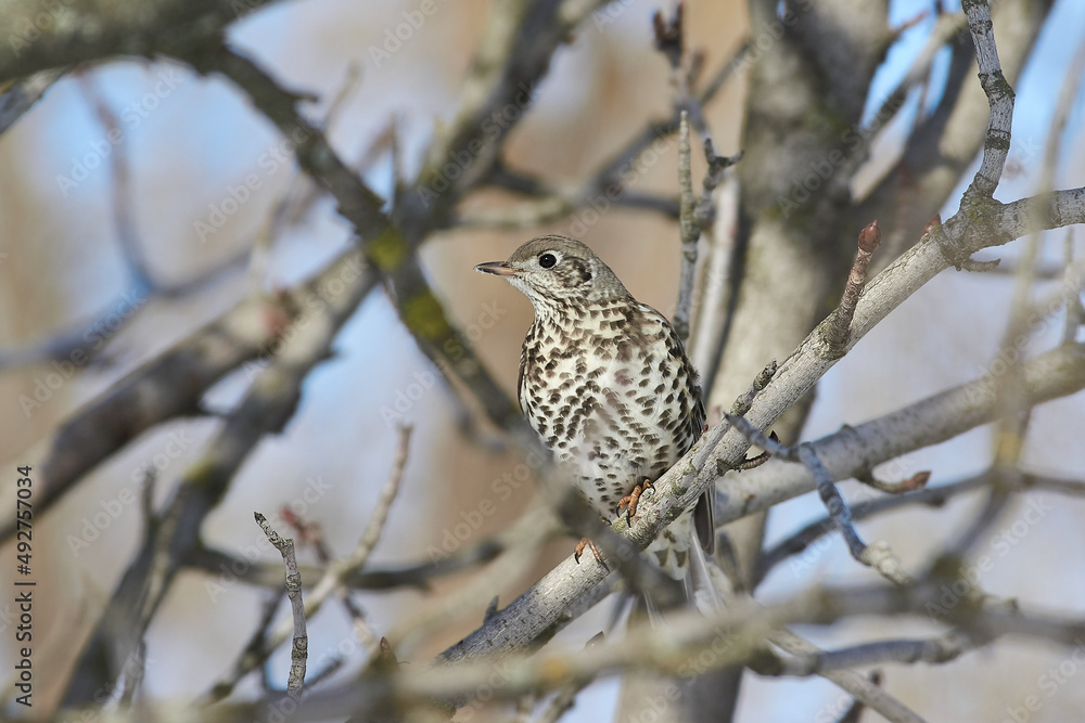 Turdus viscivorus sit on tree
Mistle thrush sit on branch Volgograd region, Russia. Turdus viscivorus sit on tree
Mistle thrush sit on branch Volgograd region, Russia.