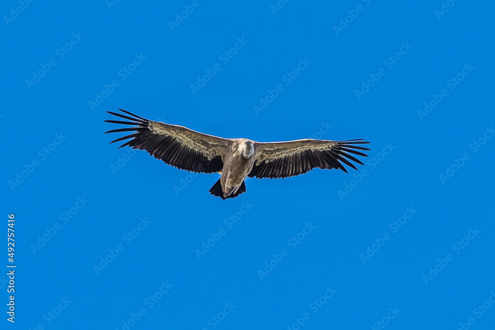 Griffon vulture, Gyps fulvus in Monfrague National Park. Extremadura, Spain Griffon vulture, Gyps fulvus in Monfrague National Park. Extremadura, Spain