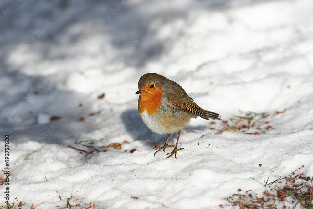 Erithacus rubecula sit on ground
European robin, robin, robin redbreast sit on snow Volgograd region, Russia Erithacus rubecula sit on ground
European robin, robin, robin redbreast sit on snow Volgograd region, Russia