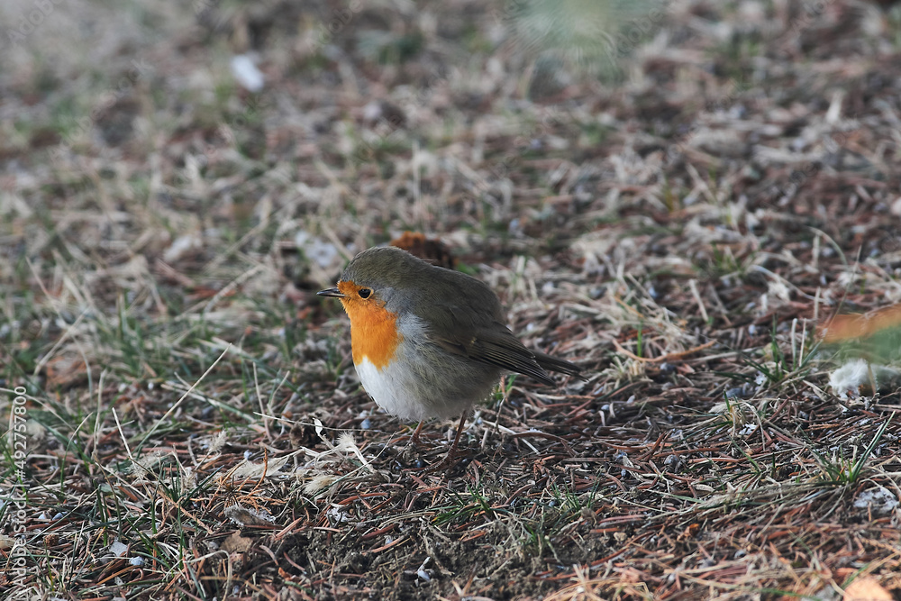 Erithacus rubecula sit on ground
European robin, robin, robin redbreast sit on earth Volgograd region, Russia Erithacus rubecula sit on ground
European robin, robin, robin redbreast sit on earth Volgograd region, Russia