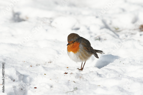 Erithacus rubecula sit on ground European robin  robin  robin redbreast sit on snow Volgograd region  Russia