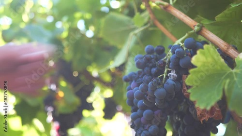 Raisin vigneron matin