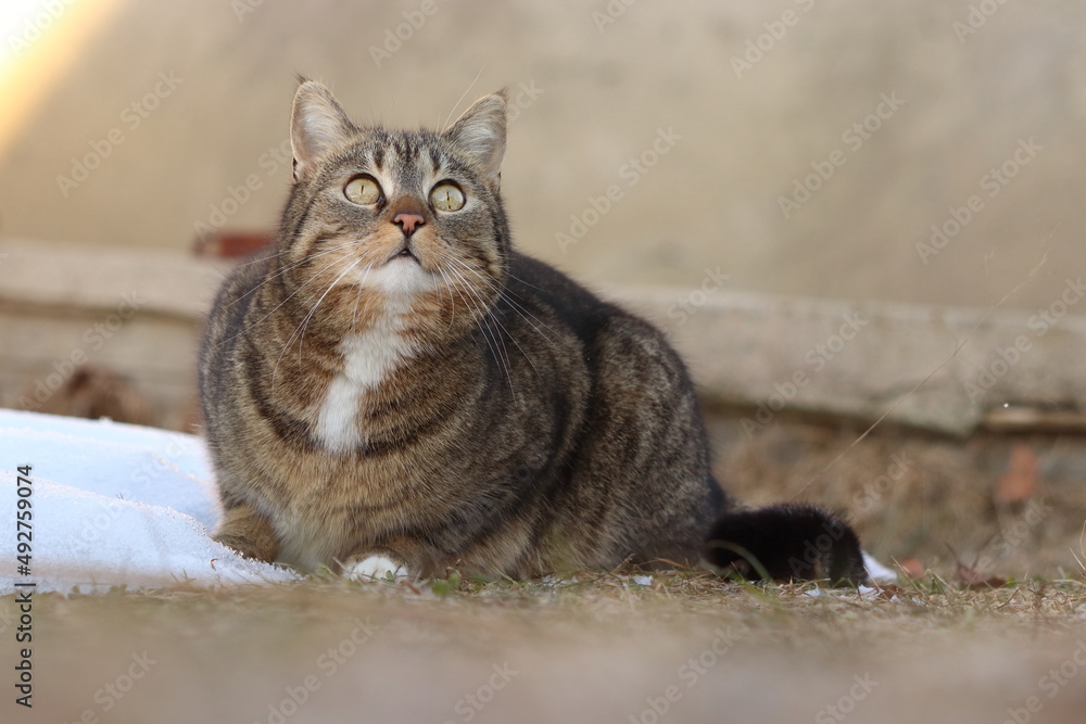 portrait of a domestic cat looking upwards portrait of a domestic cat looking upwards