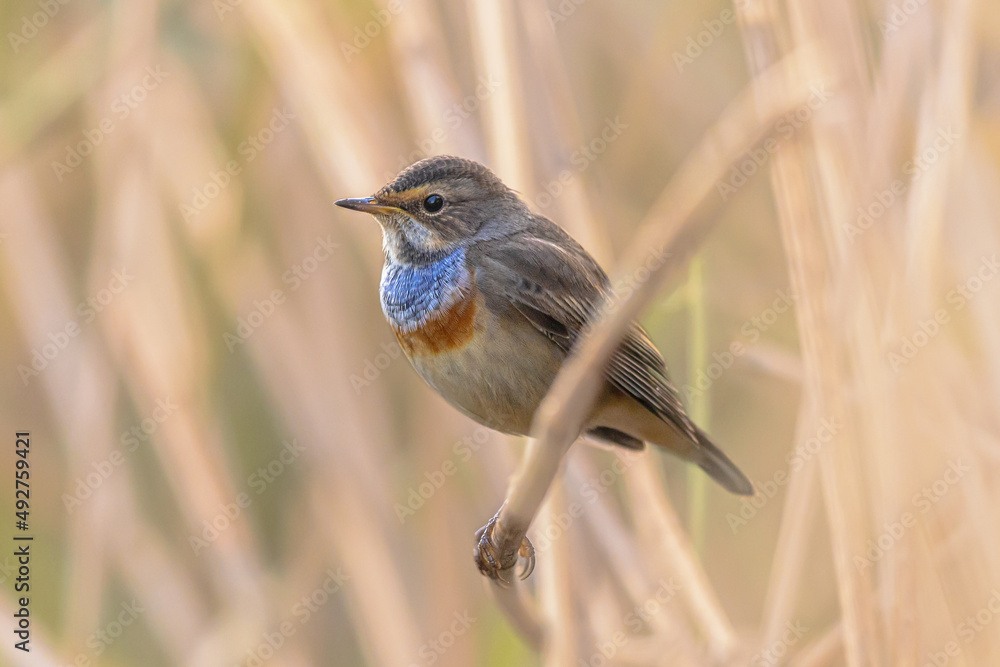 Fototapeta premium Common Cockchafer Beetle