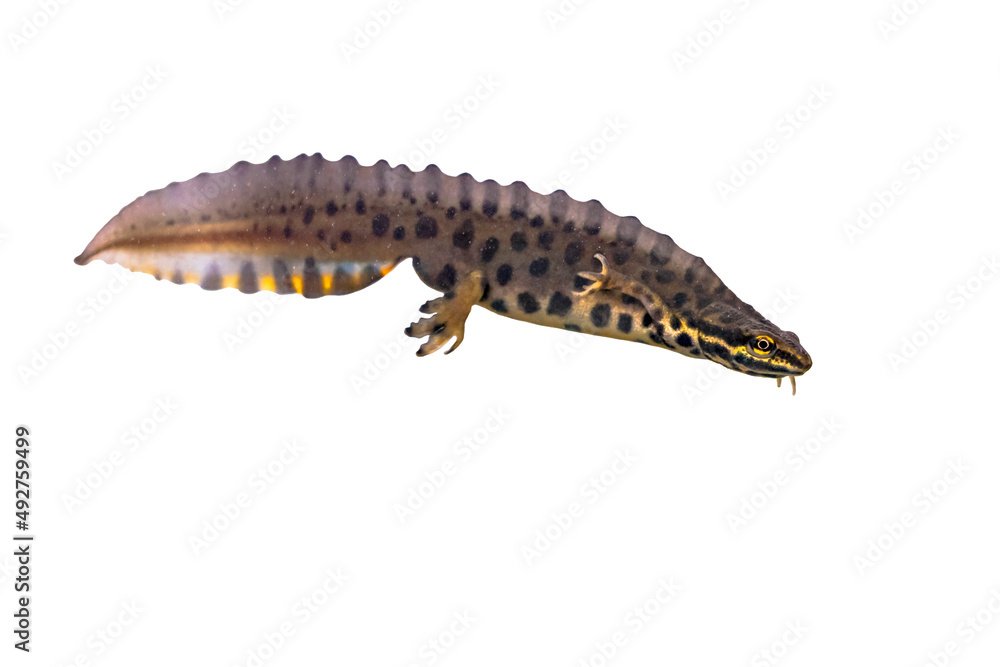 Common newt amhibian on white background Common newt amhibian on white background