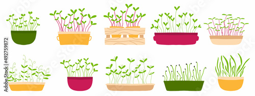  Sprouts of healthy food. Micro greens. Fresh organic sprouted seeds. Growing superfood at home. Set of various hand drawn sprouted grains and microgreens vector flat illustration.