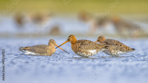 Group of Black Tailed Godwit with Bright Background