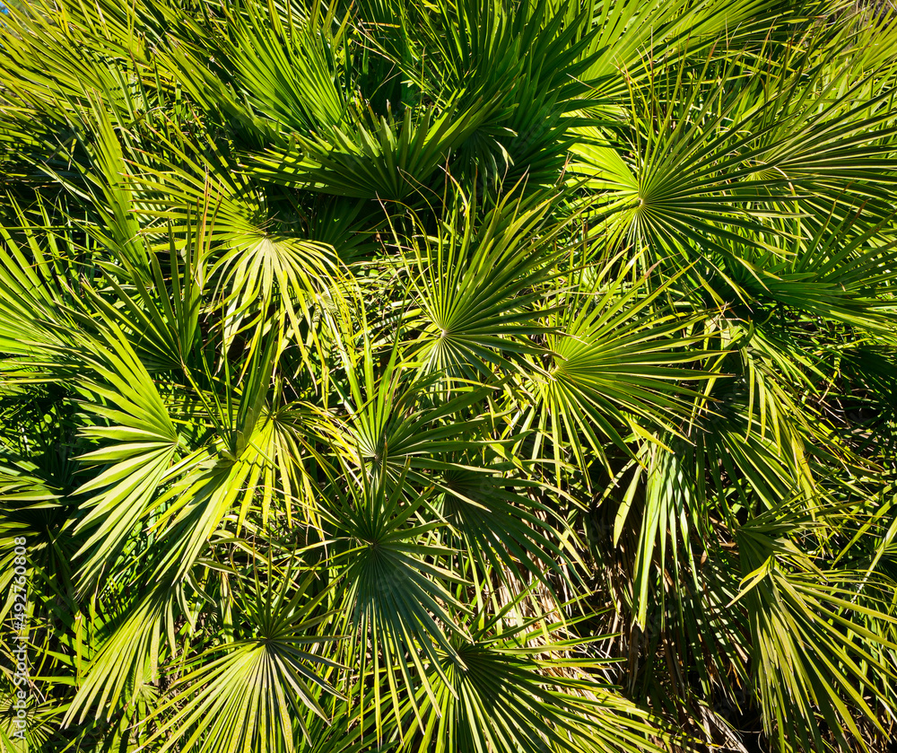 A close-up cluster of the fan-shaped green needle leaves of a dioecious evergreen Trachycarpus palm tree A close-up cluster of the fan-shaped green needle leaves of a dioecious evergreen Trachycarpus palm tree