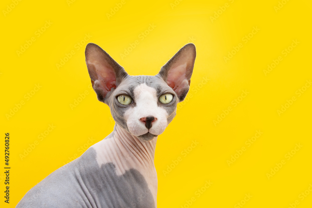 Portrait  sphynx cat looking at camera. Isolated on yellow background