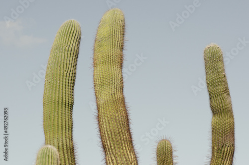 Cactus gigantes sobre cielo azul photo