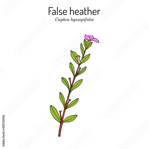 False heather, or elfin herb Cuphea hyssopifolia , medicinal plant