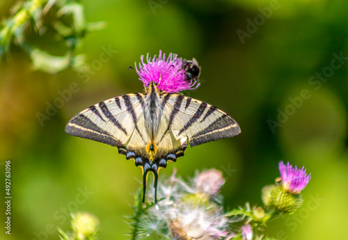 A yellow butterfly isolated on a flower
