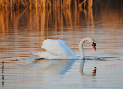 nature on the lake with swans