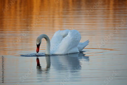 nature on the lake with swans