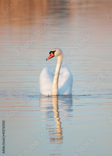 nature on the lake with swans