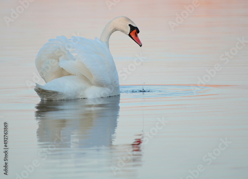 nature on the lake with swans