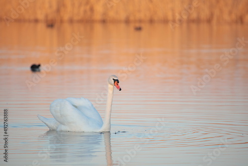 nature on the lake with swans