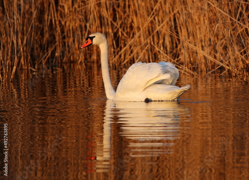 nature on the lake with swans