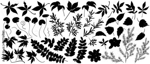 Set of forest and garden plant leaves silhouettes. Hand drawn vector illustrations.