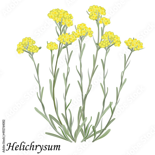 Helichrysum arenarium. Blooming immortelle bush with yellow flowers, realistic vector illustration.  photo