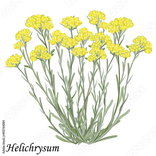 Helichrysum arenarium (immortelle, dwarf everlast) medicinal plant, vector realistic illustration.