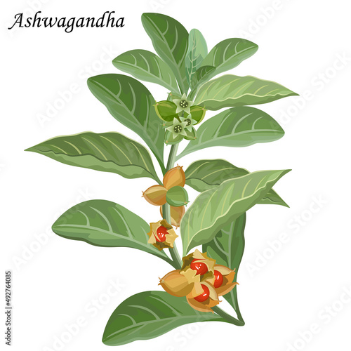 Wallpaper Mural Ashwagandha (withania somnifera, indian ginseng), vector illustration. Torontodigital.ca