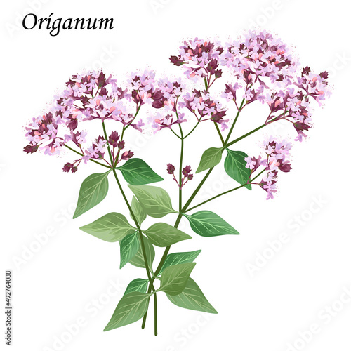 Oregano (majorana). Blooming origanum bush with pink flowers, realistic vector illustration.