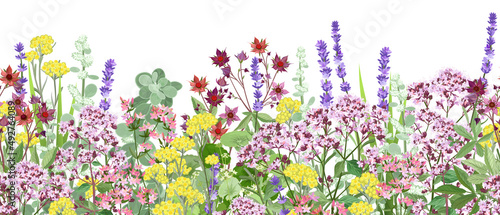 Meadow with wildflowers and medical herbs, seamless vector panoramic illustration.