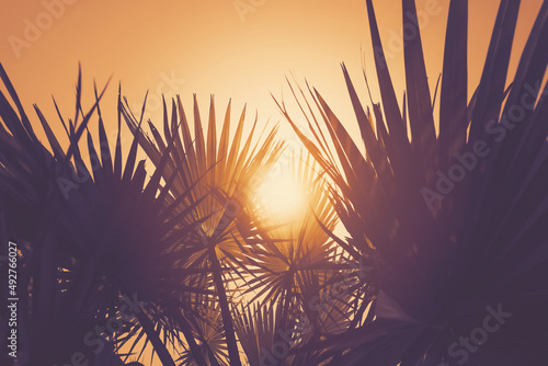 Tropical palm tree with sun light on sunset sky and cloud abstract background.