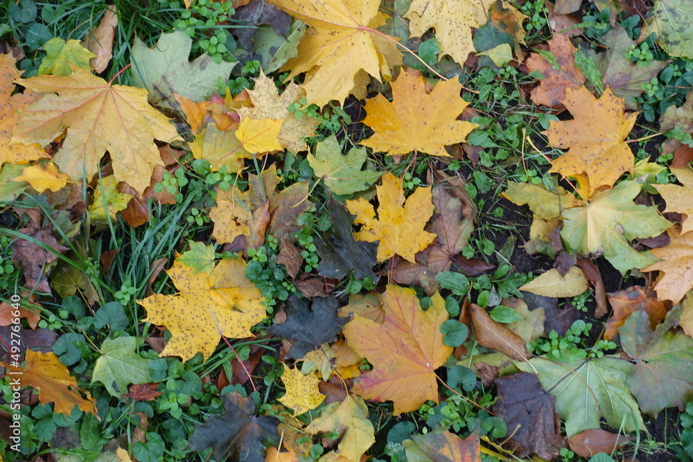 Bright and colorful fallen laves of maple on the greenery from above in November Bright and colorful fallen laves of maple on the greenery from above in November