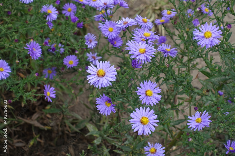 Obraz premium Violet flowers of Michaelmas daisies in September