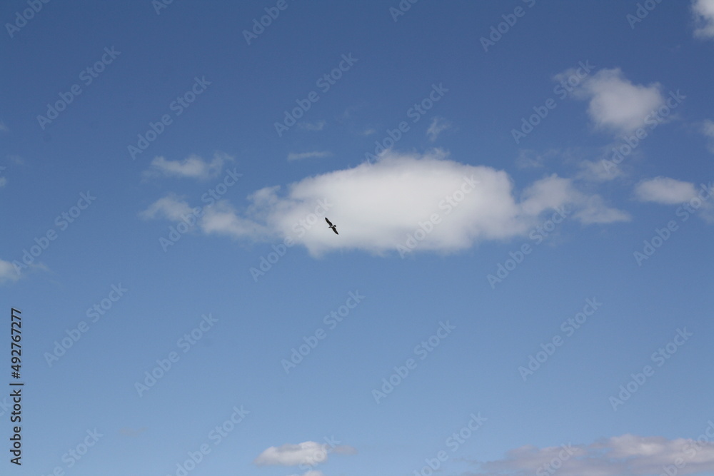 Fototapeta premium Seemöwe am Himmel vor einer weißen Wolke