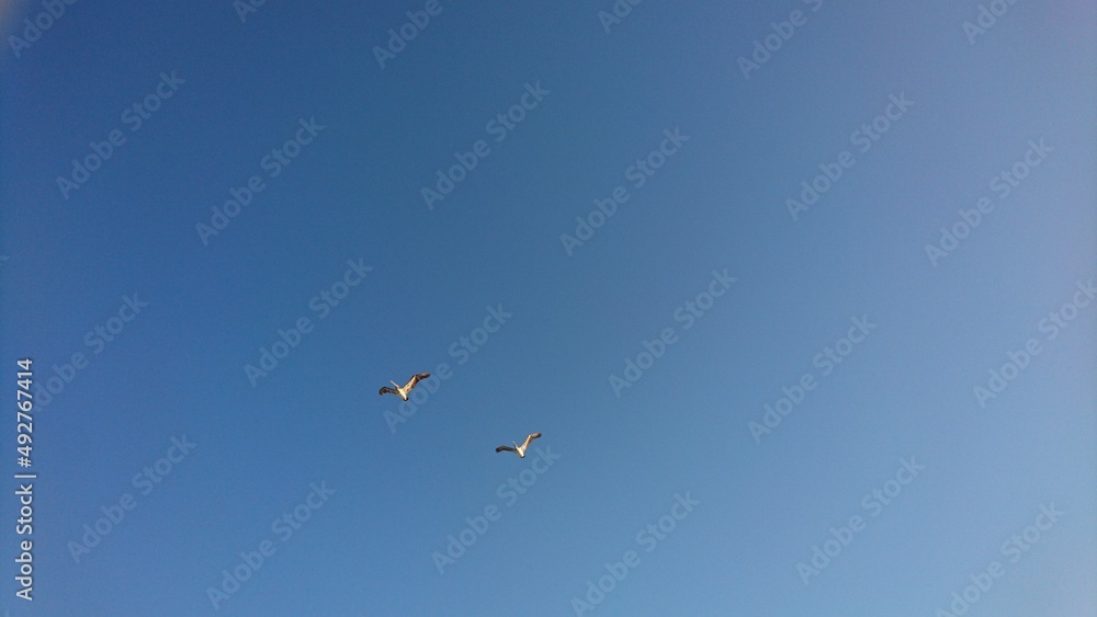 Flying brown pelicans against blue sky in Florida - Fliegende braune Pelikane am strahlend blauen Himmel in Florida
