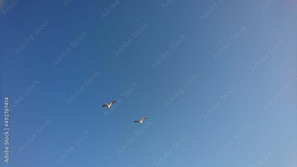 Flying brown pelicans against blue sky in Florida - Fliegende braune Pelikane am strahlend blauen Himmel in Florida Flying brown pelicans against blue sky in Florida - Fliegende braune Pelikane am strahlend blauen Himmel in Florida
