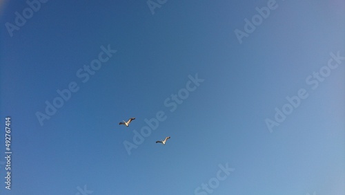 Flying brown pelicans against blue sky in Florida - Fliegende braune Pelikane am strahlend blauen Himmel in Florida
