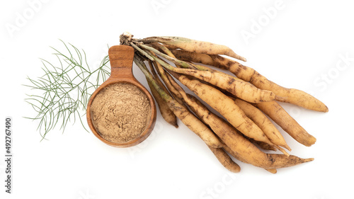 Shatavari or Asparagus racemosus roots and powder isolated on white background.top view. photo