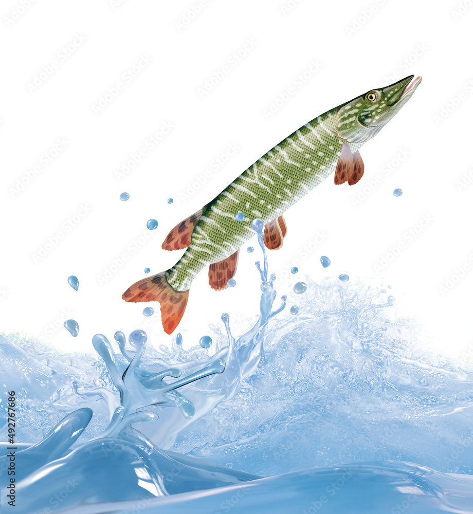 poisson, brochet , animal, isolé, bulle, congelé, sauter, frais, glacé