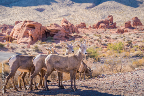 Goats Grazing at Valley of Fire State Park