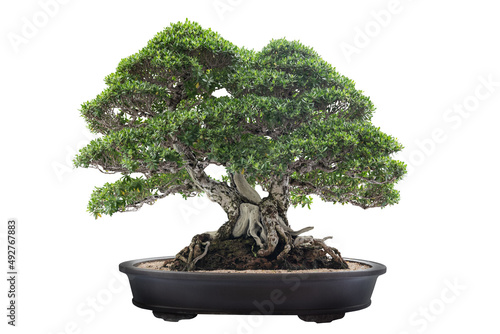 Pemphis acidula bonsai tree isolated on white background with clipping path.