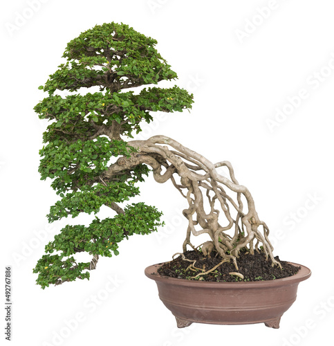 Bonsai Premna or Ficus tree isolated on white background with clipping path. photo