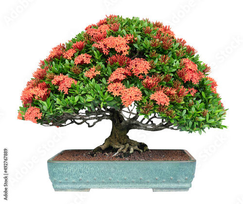 Bonsai Ixora lobbii Loudon flowers and green leaves on tree with clipping path. photo