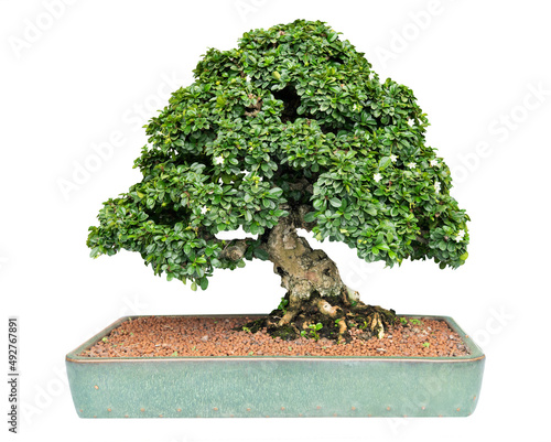Premna or Ficus bonsai tree isolated on white background with clipping path. photo