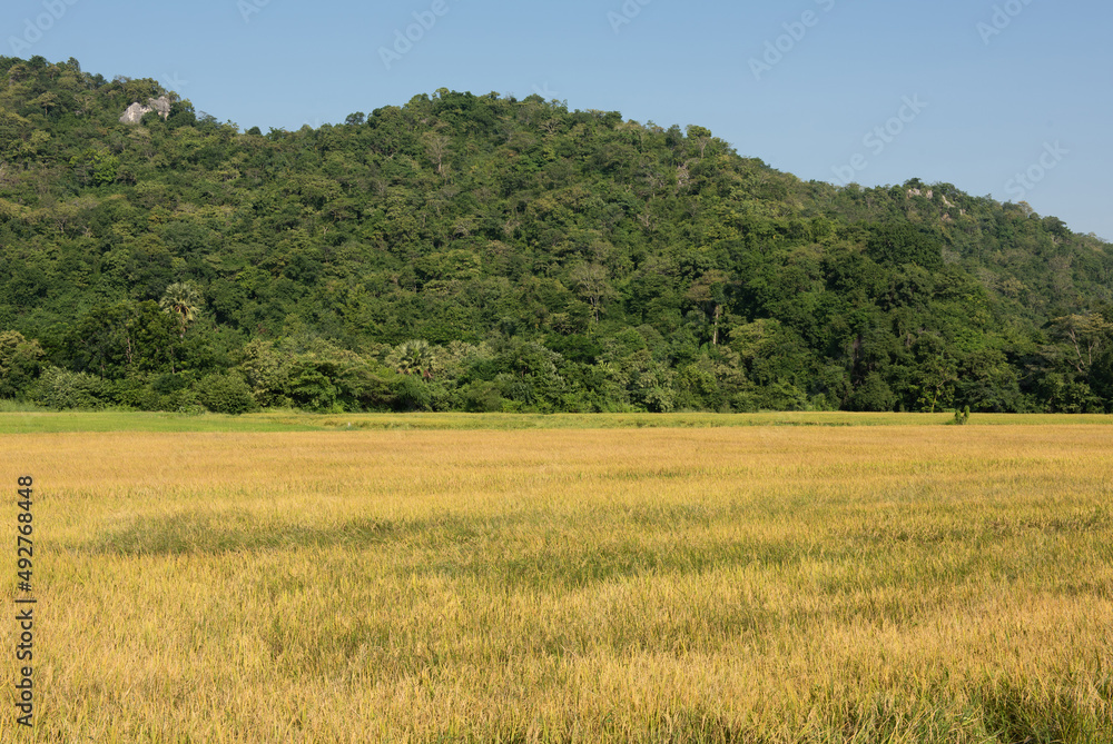 Rice field and mountain landscape at morning.