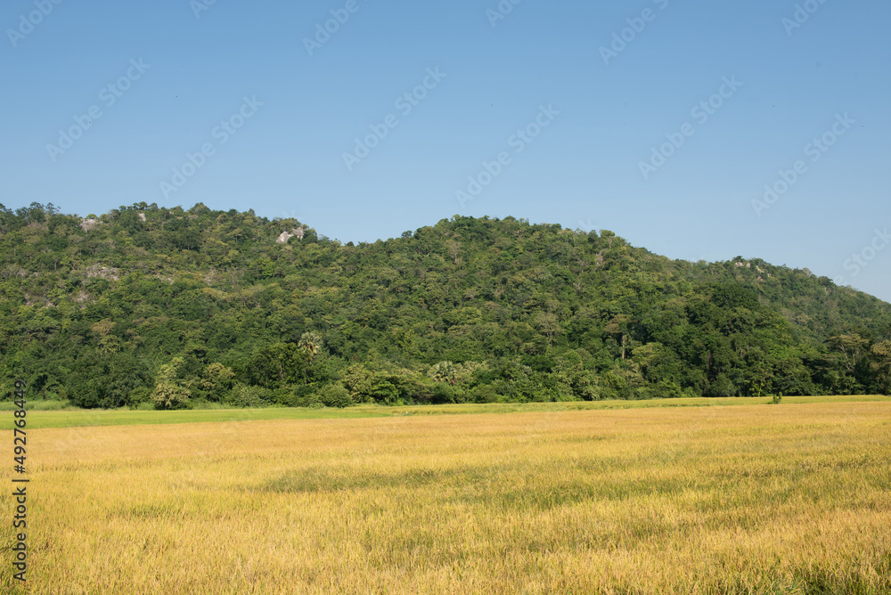 Rice field and mountain landscape at morning.