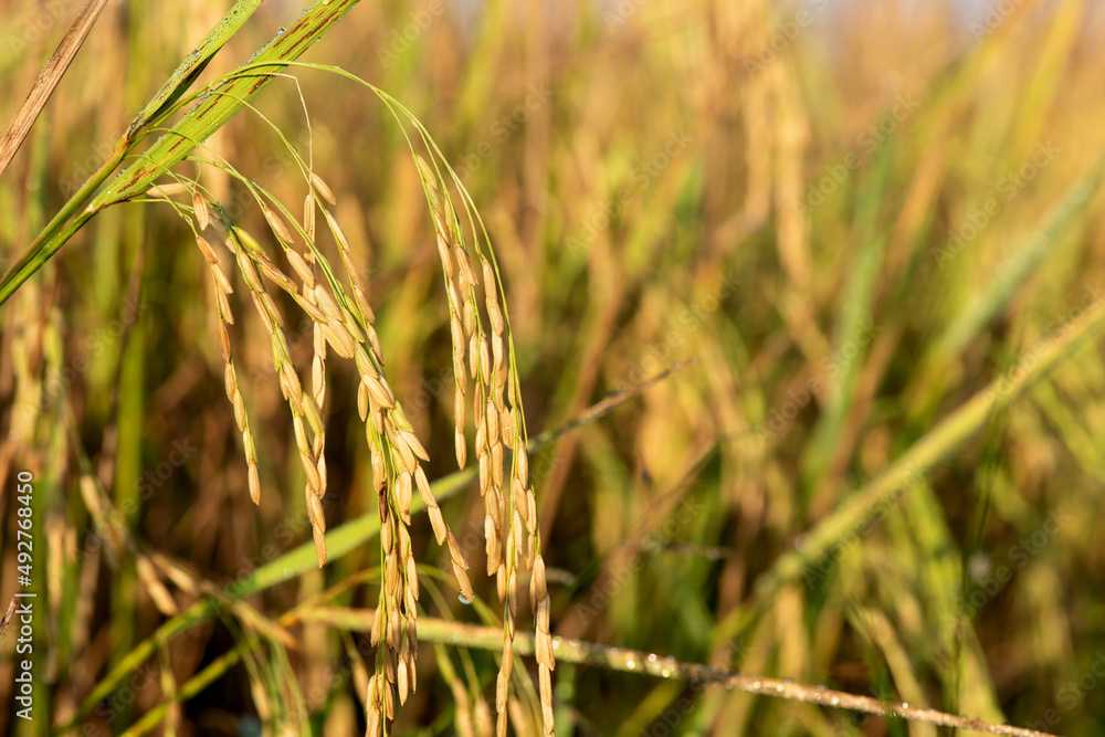 Fototapeta premium Rice field on nature background.
