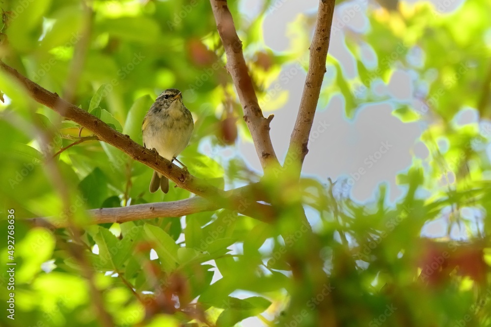 Ein Gelbbrauen-Laubsänger (Phylloscopus inornatus), Yellow-browed warbler, auf Fuerteventura. Ein Gelbbrauen-Laubsänger (Phylloscopus inornatus), Yellow-browed warbler, auf Fuerteventura.