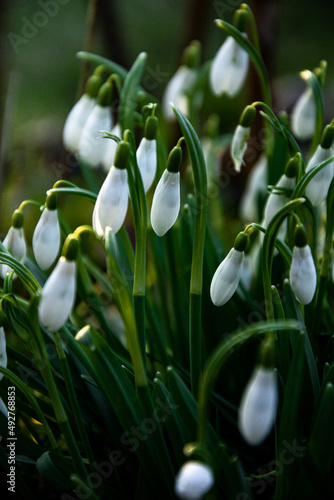 Piękna roślina kwiatek biały przebiśnieg wiosenny z zielonymi łodygami rosnąca w ogrodzie za domem w słoneczny dzień z bezchmurnym niebem. Zwiastuje koniec zimy, początek wiosny.