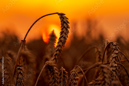 Getreide im Gegenlicht bei Sonnenuntergang