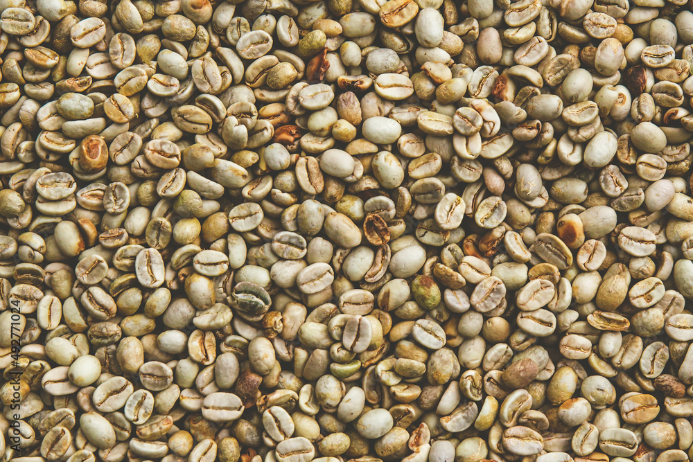 Raw of Coffee beans for background. White seed coffee. Raw of Coffee beans for background. White seed coffee.